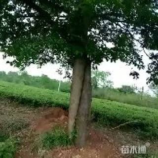 50公分多杆朴树