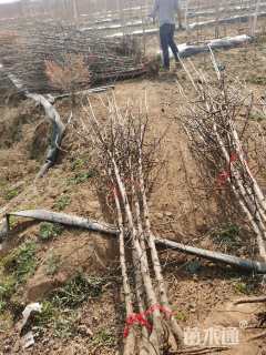 5公分彩叶豆梨-秋火焰