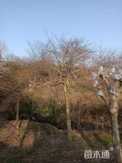 高度200厘米羽毛枫