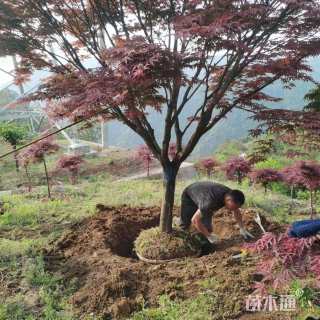 15公分中国红枫