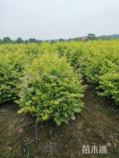 冠幅100厘米金森女贞球