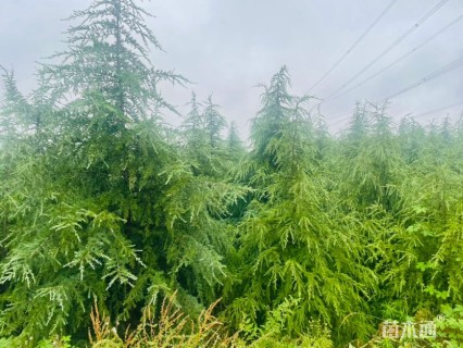 高度3000厘米雪松