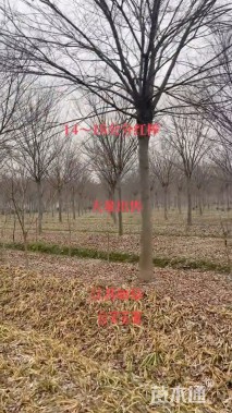 18公分榉树
