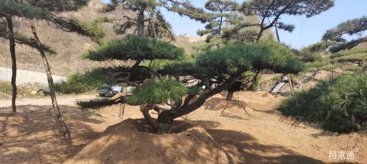 35公分造型油松