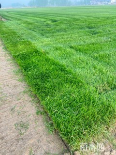 草卷状四季青草坪
