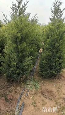 高度210厘米塔柏