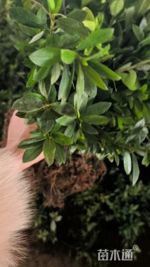 高度25厘米毛鹃