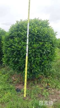 高度180厘米非洲茉莉