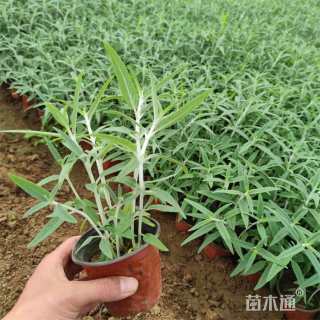 高度18厘米墨西哥鼠尾草