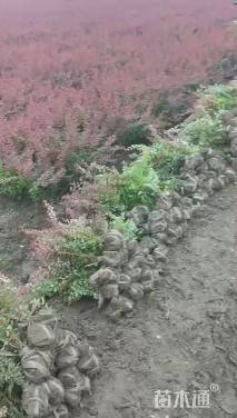 高度40厘米紫叶小檗