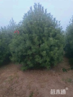 高度400厘米白皮松