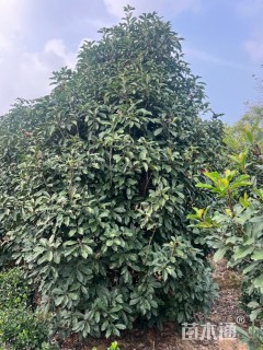 高度360厘米中华石楠