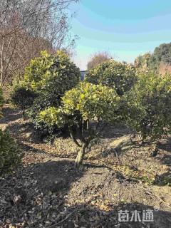 高度1800厘米金边黄杨