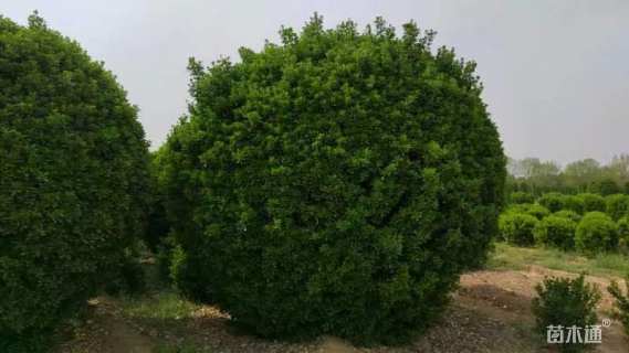 冠幅300厘米大叶黄杨球