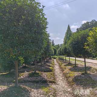 10公分红叶石楠