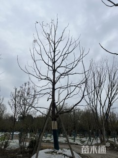 19公分小叶香樟