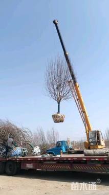 13公分八棱海棠