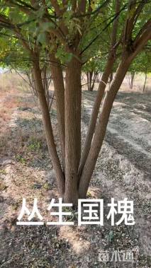 高度800厘米丛生国槐