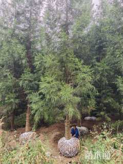 22公分柳杉