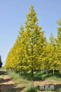 10公分金叶水杉