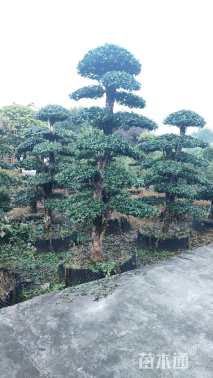 15公分细刺枸骨