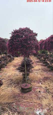 3公分造型红花继木桩