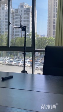 高度500厘米松柏