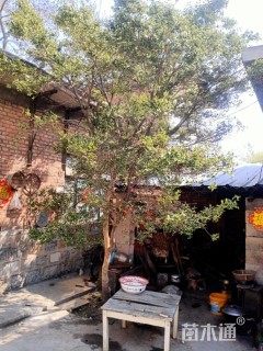 高度380厘米金心黄杨