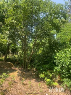 30公分(3杆)丛生朴树