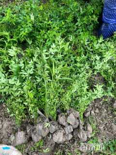 高度50厘米云南黄馨