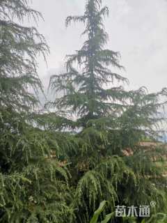 高度1000厘米雪松