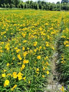 高度30厘米常绿萱草