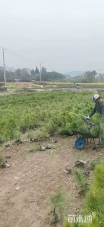 高度20厘米湿地松小苗