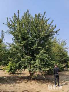 高度800厘米丛生三角枫