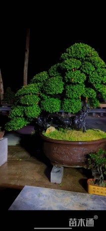 高度260厘米金弹子