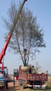 高度700厘米丛生白桦