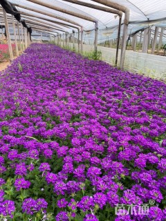 高度15厘米美女樱