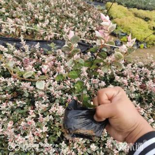 50厘米花叶络石小苗