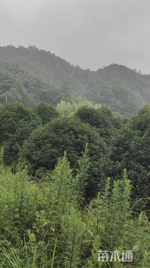 14公分小叶金桂