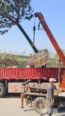 15公分金叶复叶槭