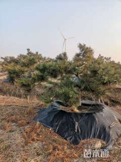 12公分造型黑松