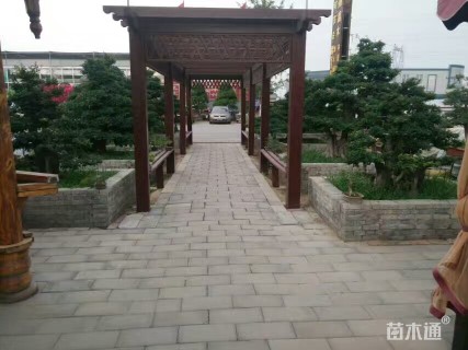 60公分造型对节白蜡