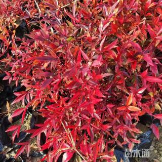 高度40厘米南天竹