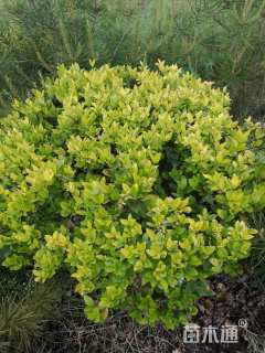 高度80厘米小叶女贞