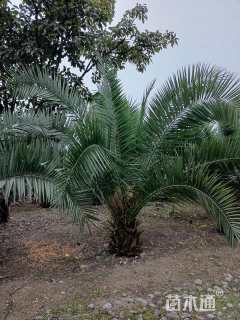 裸干高80厘米加拿利海枣