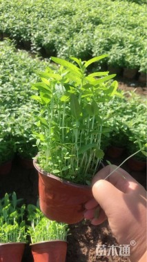 高度30厘米千屈菜