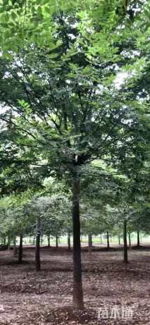 15公分榉树