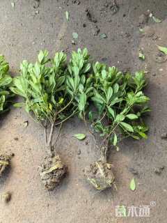 高度34厘米海桐小苗