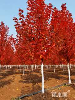 3公分美国红枫-红冠