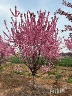 高度400厘米重瓣榆叶梅